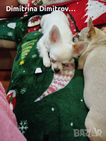 Мъжко мини чихуахуа, снимка 6 - Чихуахуа - 52417903