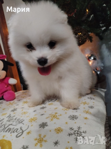 Прекрасно женско самоедче, снимка 7 - Самоед - 52508611