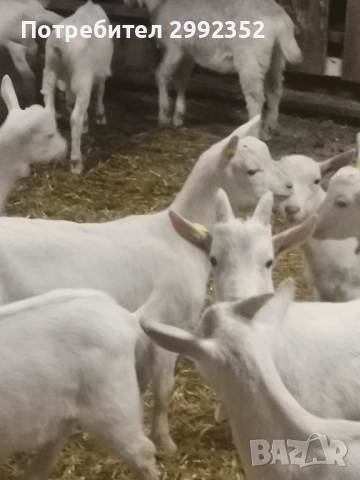 Saanski jenski i majki qrenca za damazlak, снимка 2 - Кози - 53540945