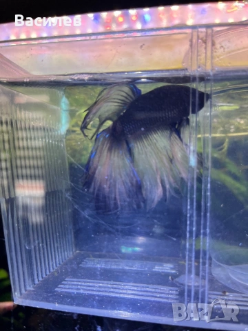 Мъжка рибка бета, снимка 2 - Рибки - 52664415