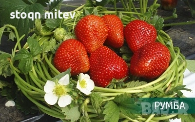 целогодилшен разсад ягоди , снимка 6 - Разсади - 53540955
