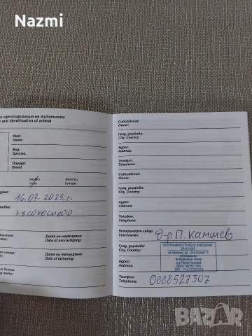 продавам мини пинчер , снимка 4 - Пинчер - 52719270