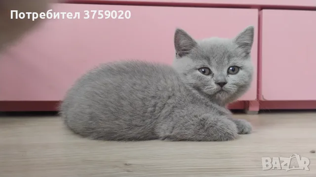 Британски късокосмести, снимка 5 - Британска късокосместа - 55778673