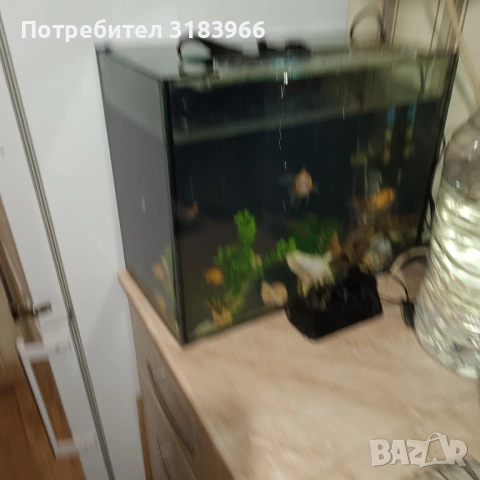 голям аквариум с рибки оборудван 50 х 40 х 24, снимка 8 - Аквариуми - 53830698