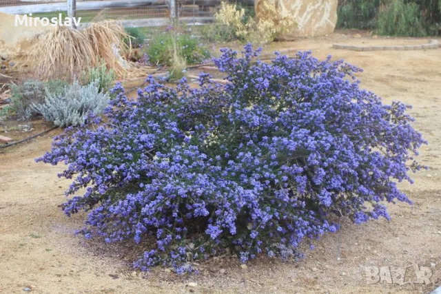 Калифорнийски люляк 2-цвята, снимка 4 - Градински цветя и растения - 49345259