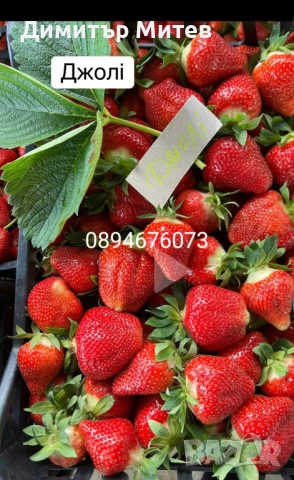 Разсат ягоди , снимка 11 - Разсади - 51749933