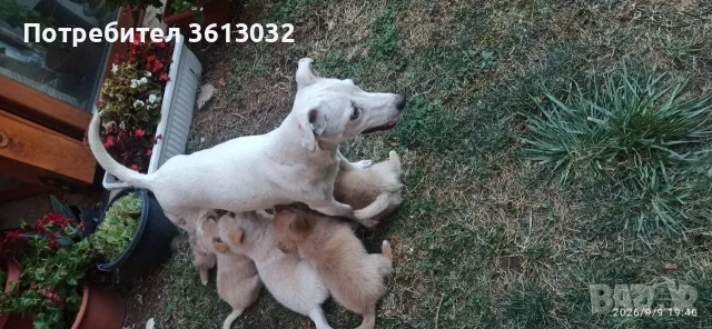 Подаряват се 4 малки кученца!Майката е Джак ръсел , снимка 2 - Джак ръсел териер - 56097355