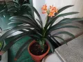 Кливия оранжева с кошничка , снимка 7