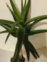 ГОЛЯМО АЛОЕ ВЕРА , снимка 1