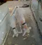 Коза и женско яре, снимка 3