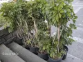 Продавам Шефлера / Schefflera 10 годишна, 170 см. височина, 10 броя, снимка 4