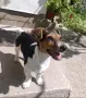 Кучето се дава само за разплод, снимка 1