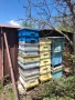 Пчелни кошери и оборудване , снимка 4