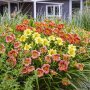 Цветя Хемерокалис – разсад за пролетно засаждане, снимка 2