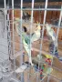 Вълнисти папагали и Корели, снимка 4