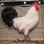 Фризийска кокошка -страхотна носачка 220-250 бр и много,много красива и темпераментна, снимка 4