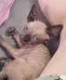 Канадски сфинкс, котенца, снимка 6