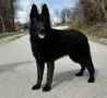 Черна овчарка, снимка 1
