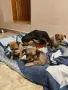 Продавам чихуахуата, снимка 8
