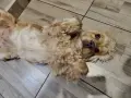 Кокер шпаньол английски , снимка 5