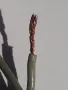 Кабели за тонколони чиста мед, снимка 3