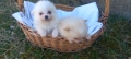 Продавам Мини померани , снимка 4