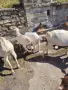 Продавам женски Ярета, снимка 3