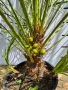Палма Хемеропс Хумилис, снимка 2