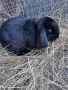 Кочовати зайци, снимка 4