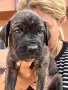 Кане Корсо - Cane Corso кученца, снимка 2