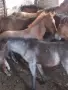 Кончета БТК   район София , снимка 3