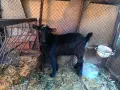 Продавам един пръч и ярета, снимка 3