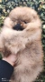 Померан момче , снимка 5
