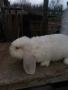 Френски кочовати зайци