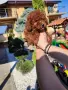 Пудел Той/Poodle Toy, снимка 3