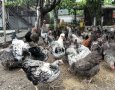 Катунси УНИКАЛНИ кокошки, снимка 1 - Кокошки и пуйки - 41930761