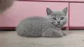 Британски късокосмести, снимка 5
