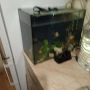 голям аквариум с рибки оборудван 50 х 40 х 24, снимка 8