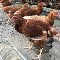 Ярки Ломан Браун , снимка 8 - Кокошки и пуйки - 41759230