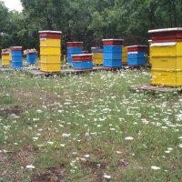 Пчелен мед от производител - биологично производство, снимка 12 - Други - 41914036