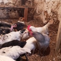 петлета и пилета различни породи , снимка 5 - Кокошки и пуйки - 44159031