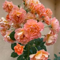 Роза 55, снимка 2 - Градински цветя и растения - 41845967