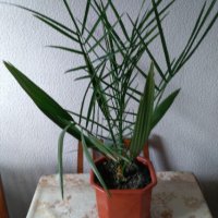 Палма-финикова, снимка 3 - Стайни растения - 30844825