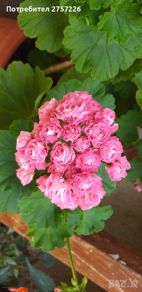 Australian pink rosebud , снимка 1