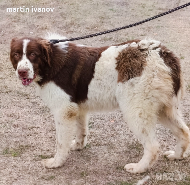 Женска каракачанка, снимка 1