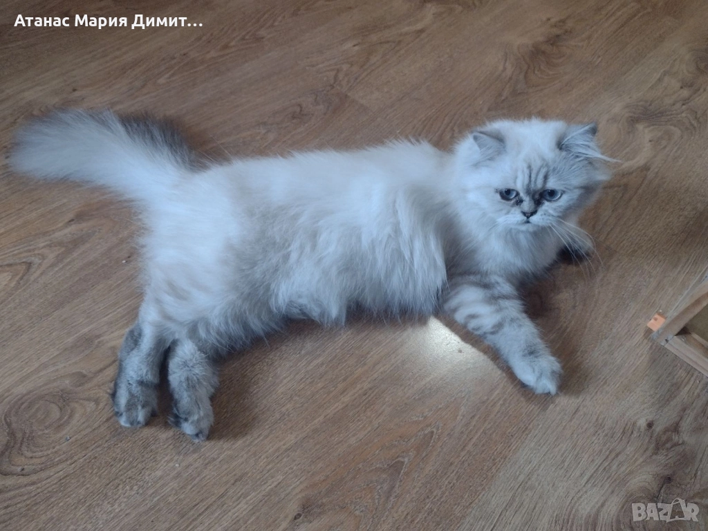 Британска колор пойнт, снимка 1