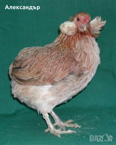 Араукана, снимка 1