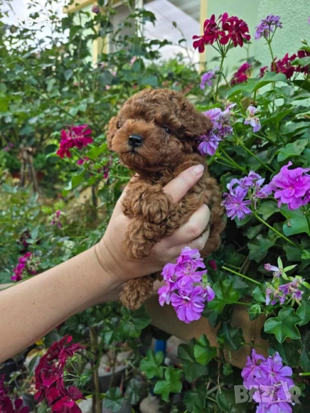 Продавам пудел той , снимка 1