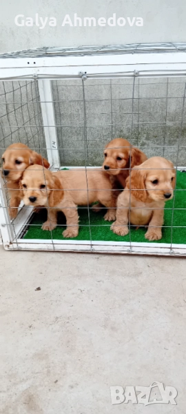 Продавам малки кученца кокер шпаньол  , снимка 1