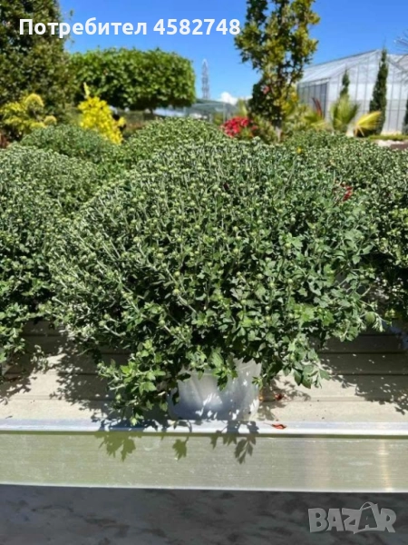 Кълбовидна Хризантема , снимка 1